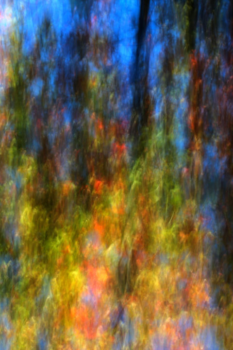 Fotografia intitulada "Forêt extraordinaire" por François Tondeur, Obras de arte originais, Light Painting