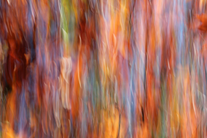 Photography titled "Flamboyance" by François Tondeur, Original Artwork, Non Manipulated Photography