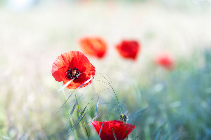 Photographie intitulée "AAA6314.jpg Rouge I…" par Francois Aurora, Œuvre d'art originale