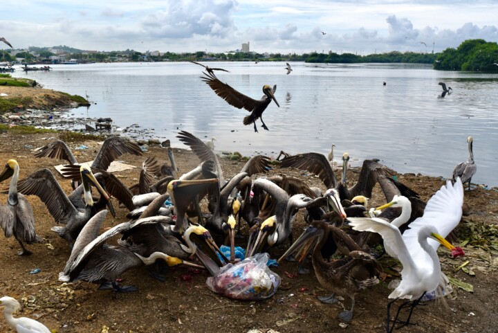 Photographie intitulée "les oiseaux en ville" par François Carage, Œuvre d'art originale, Photographie non manipulée