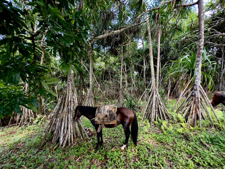 Photographie intitulée "Cheval et pandanus" par François Carage, Œuvre d'art originale, Photographie non manipulée