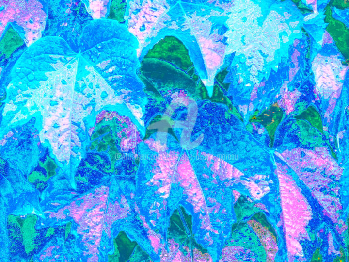 Photographie intitulée "Vigne colorée" par Françoise Aubert-Moreau, Œuvre d'art originale, Photographie numérique