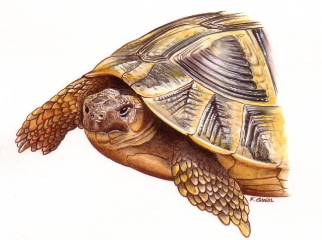 Peinture intitulée "Tortue, portrait, a…" par François Guiol, Œuvre d'art originale