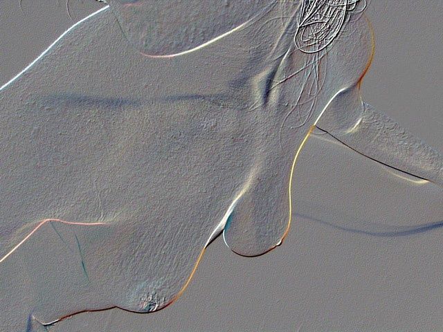 Photographie intitulée "G_Buste_estampe.jpg" par François Tamalet, Œuvre d'art originale,