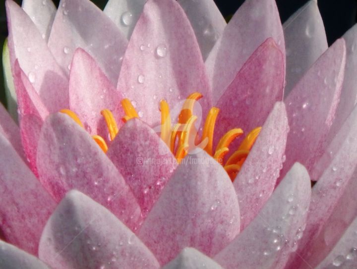 Photography titled "Fleur de Lotus" by Frandiodore, Original Artwork