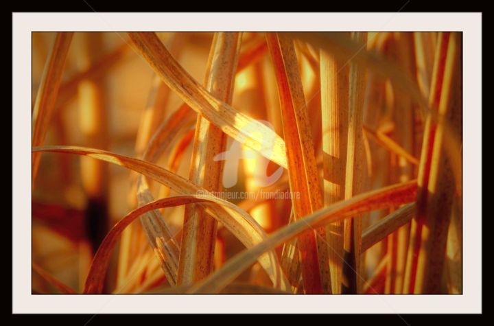 Fotografia zatytułowany „Roseaux” autorstwa Frandiodore, Oryginalna praca, Fotografia cyfrowa