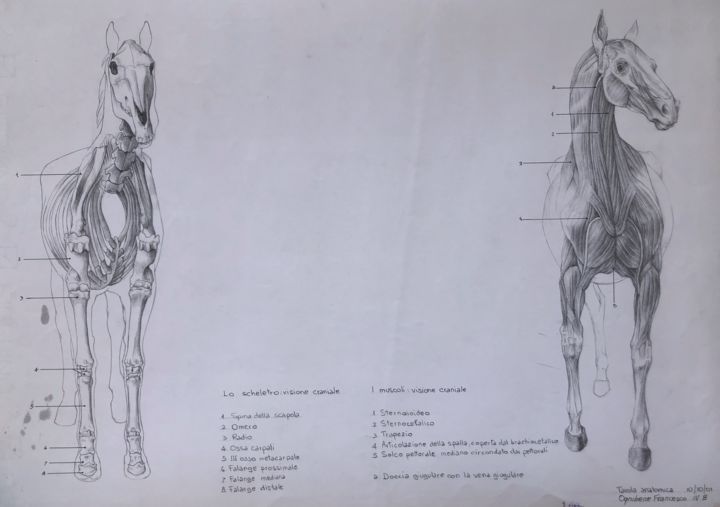 图画 标题为“studi anatomici cav…” 由Frank-Oben, 原创艺术品, 铅笔