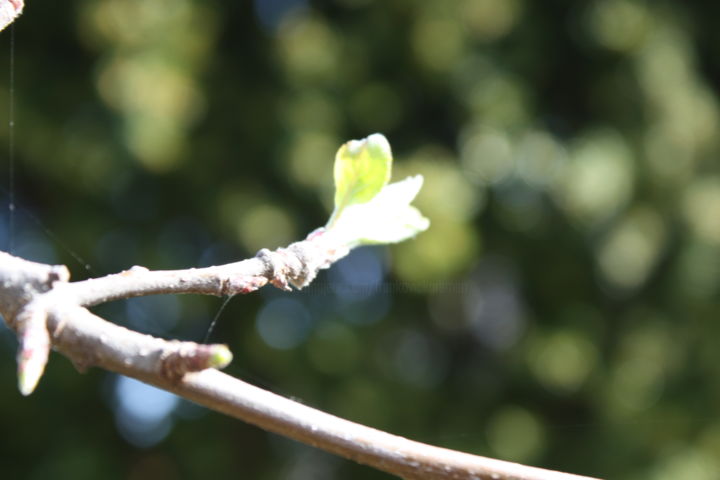 Fotografia zatytułowany „Journal du jardin m…” autorstwa Smiljana Frankovic - Karaman, Oryginalna praca, Fotografia cyfrowa