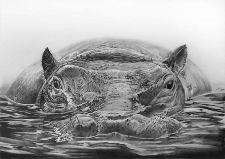 Dessin intitulée "Hippo 3 - quick pen…" par Franzart, Œuvre d'art originale, Crayon