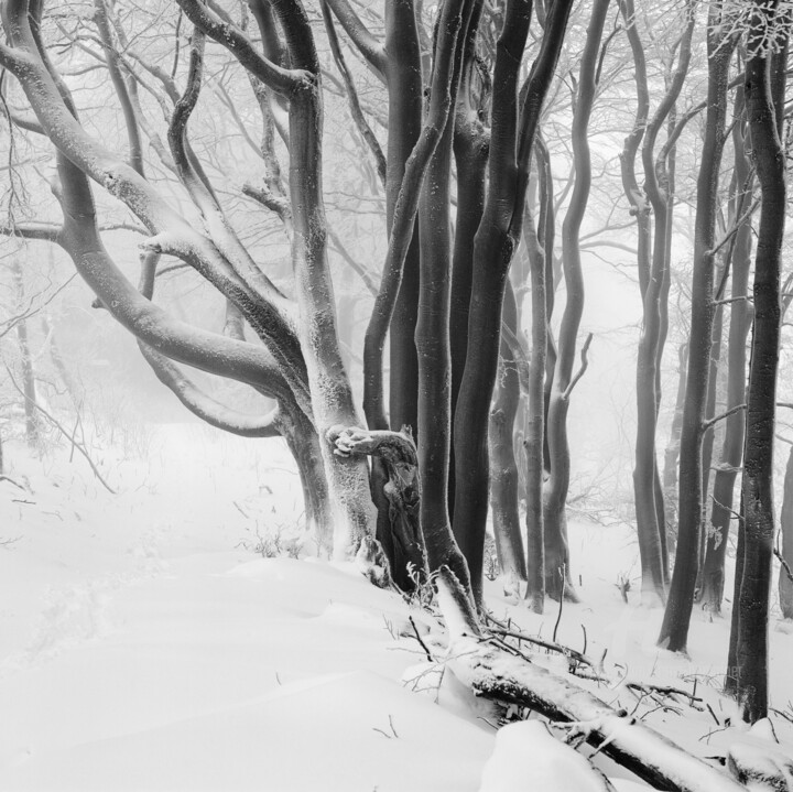 Fotografia intitolato "Winterbäume Study 01" da Franz Hümpfner, Opera d'arte originale, fotografia a pellicola
