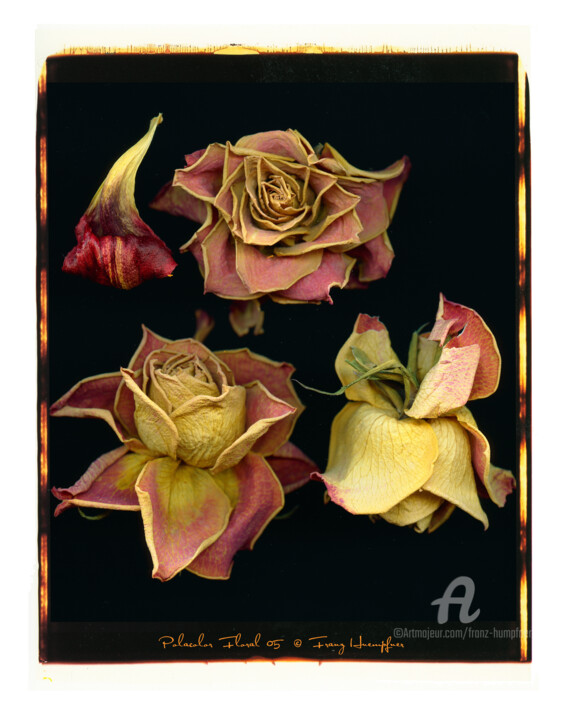 Photography titled "Polacolor Floral 05" by Franz Hümpfner, Original Artwork, Analog photography