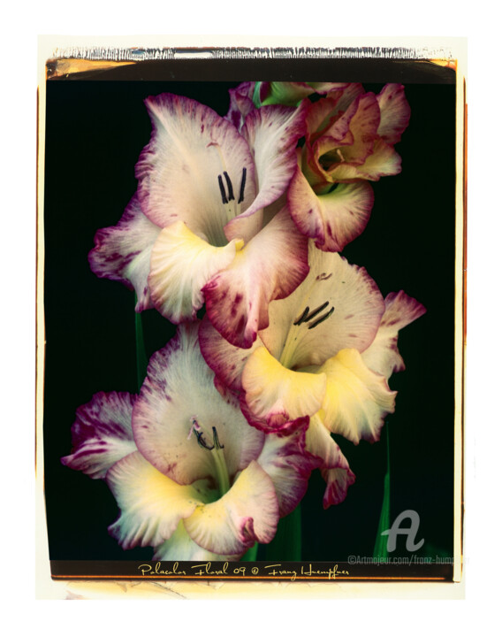 Photography titled "Polacolor Floral 09" by Franz Hümpfner, Original Artwork, Analog photography