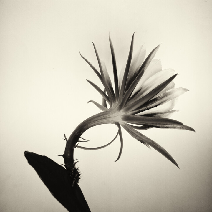 Fotografie mit dem Titel "Cactus flower 01, l…" von Franz Hümpfner, Original-Kunstwerk, Analog Fotografie