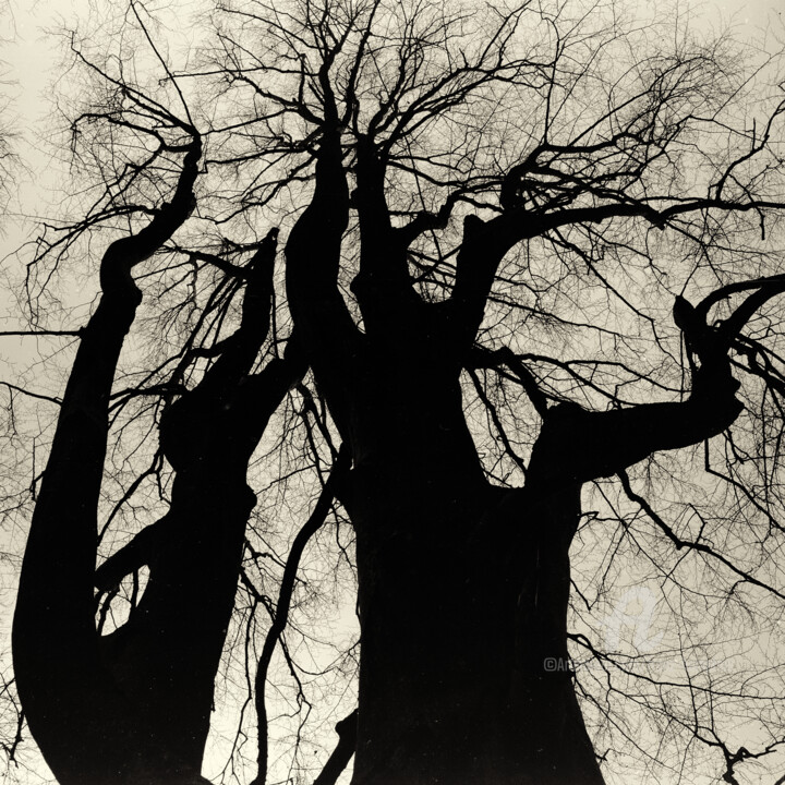 Photography titled "Wintertrees Study…" by Franz Hümpfner, Original Artwork, Analog photography