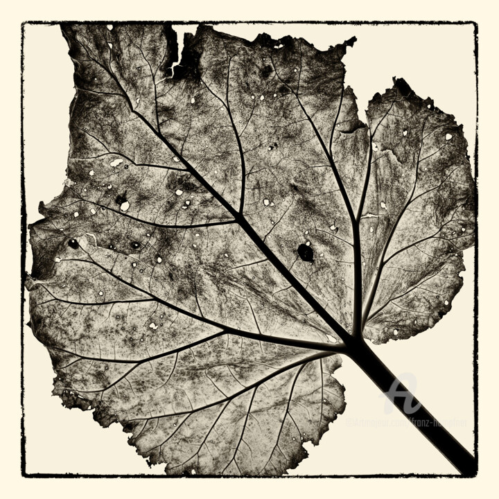 제목이 "Wabi Sabi Leaf 01"인 사진 Franz Hümpfner로, 원작, 디지털
