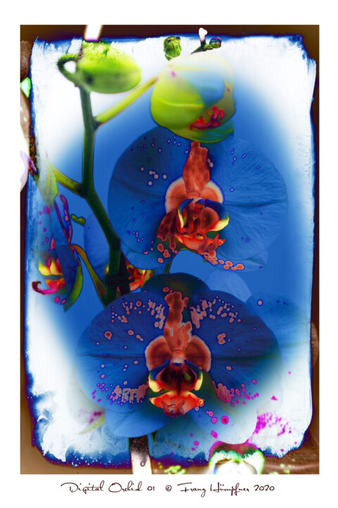 Digitale Kunst mit dem Titel "Digital Orchid 01" von Franz Hümpfner, Original-Kunstwerk, Digitale Malerei