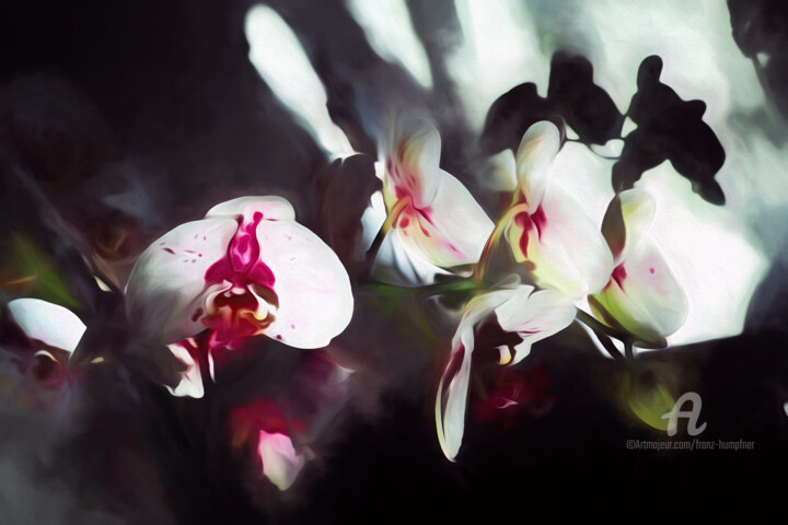 「orchid  - homage to…」というタイトルのデジタルアーツ Franz Hümpfnerによって, オリジナルのアートワーク, デジタル絵画 アルミニウムにマウント