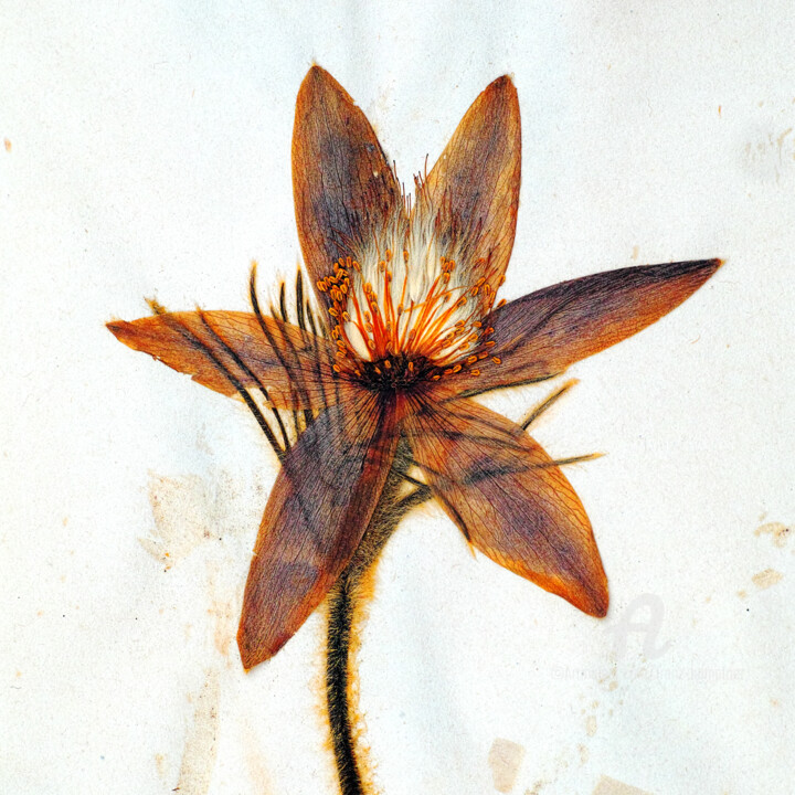 Photography titled "Herbarium # 4" by Franz Hümpfner, Original Artwork, Non Manipulated Photography