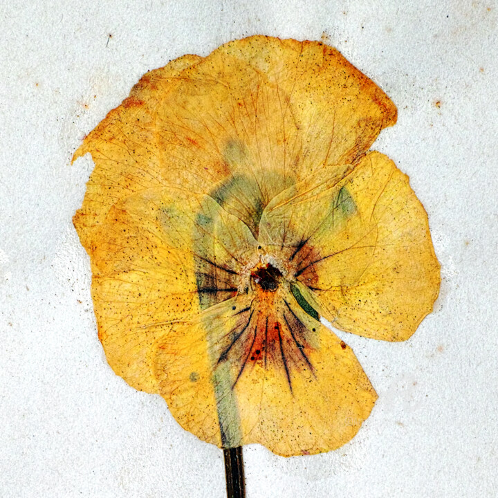 Fotografia intitulada "Herbarium # 3" por Franz Hümpfner, Obras de arte originais, Fotografia Não Manipulada
