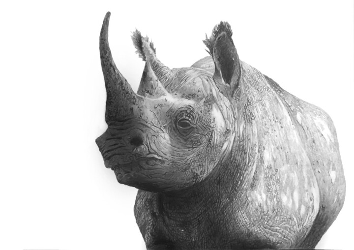 Drawing titled "(black) rhino 1- qu…" by Franzart, Original Artwork, Pencil