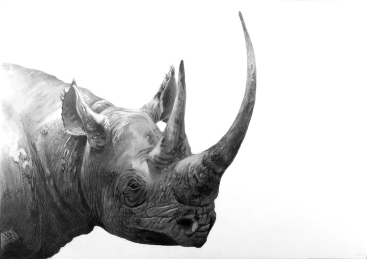 Dibujo titulada "Black Rhino 3 - qui…" por Franzart, Obra de arte original, Lápiz