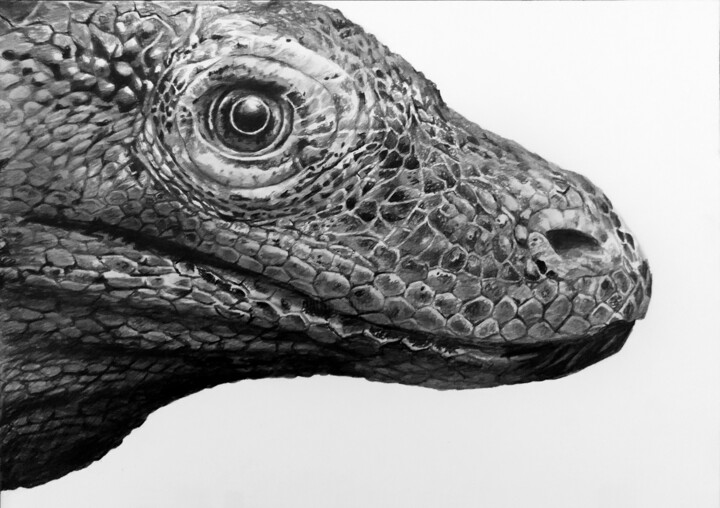 Painting titled "Komodo Dragon - qui…" by Franzart, Original Artwork, Pencil