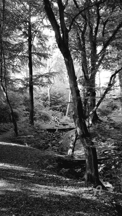 Photographie intitulée "Wald" par Franziska Kolbe, Œuvre d'art originale, Photographie numérique