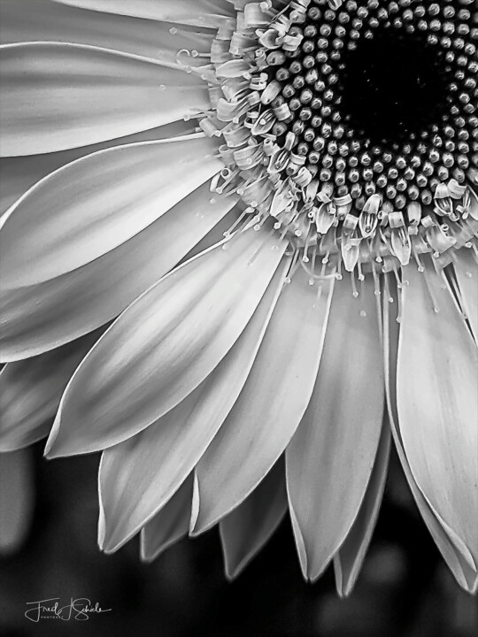 "Gerbera in wedding…" başlıklı Fotoğraf Fred-Jürgen Schiele tarafından, Orijinal sanat, Dijital Fotoğrafçılık