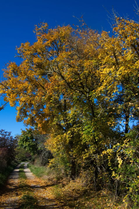 Photographie intitulée "Chêne d'automne" par Frédéric Duchesnay, Œuvre d'art originale, Photographie numérique