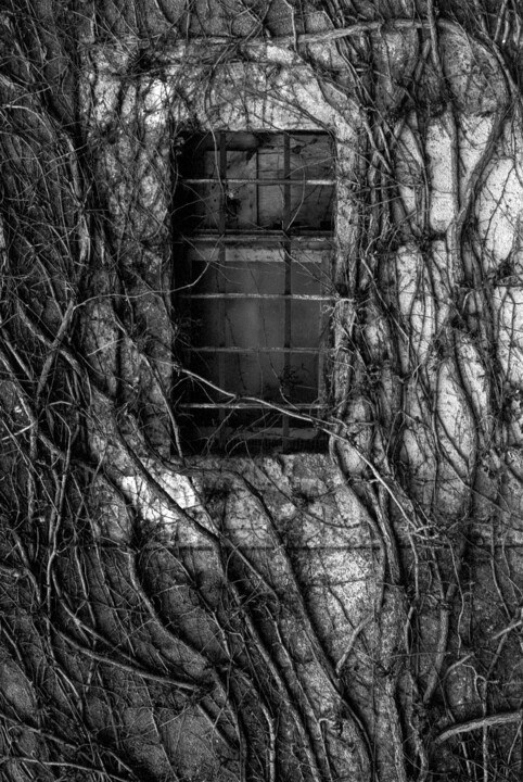 Фотография под названием "Vieilles branches" - Frédéric Duchesnay, Подлинное произведение искусства, Пленочная фотография