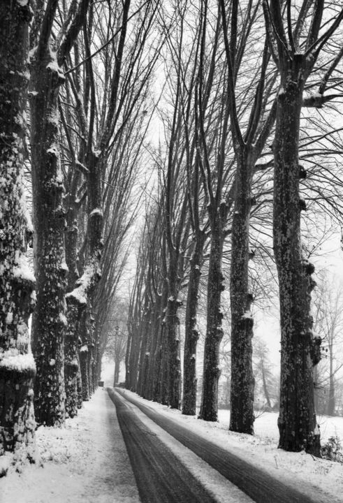 Photography titled "Platanes" by Frédéric Duchesnay, Original Artwork, Analog photography