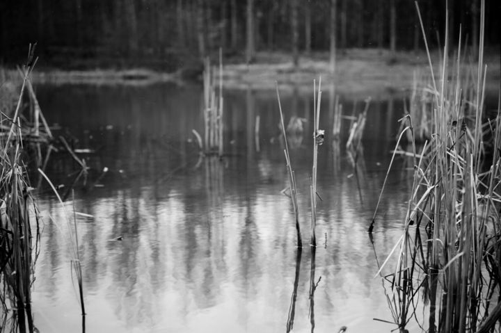 Photographie intitulée "Joncs" par Frédéric Duchesnay, Œuvre d'art originale, Photographie argentique