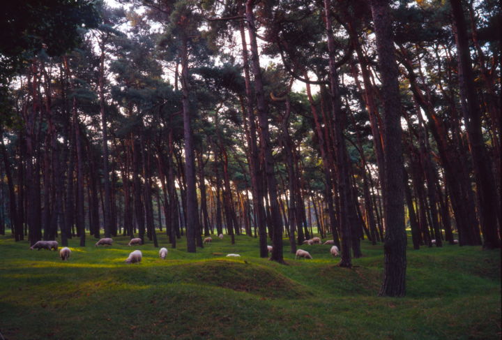 Photography titled "Sous bois." by Frédéric Duchesnay, Original Artwork, Analog photography