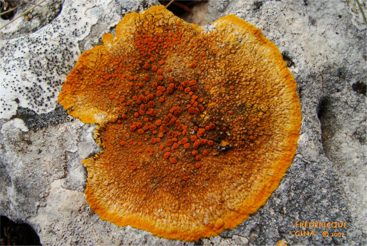 Photographie intitulée "lichen" par Frédéricque Gina /, Œuvre d'art originale,