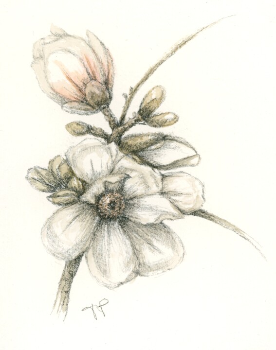 Dessin intitulée "Magnolia grandiflora" par Frédérique Poisson, Œuvre d'art originale, Aquarelle