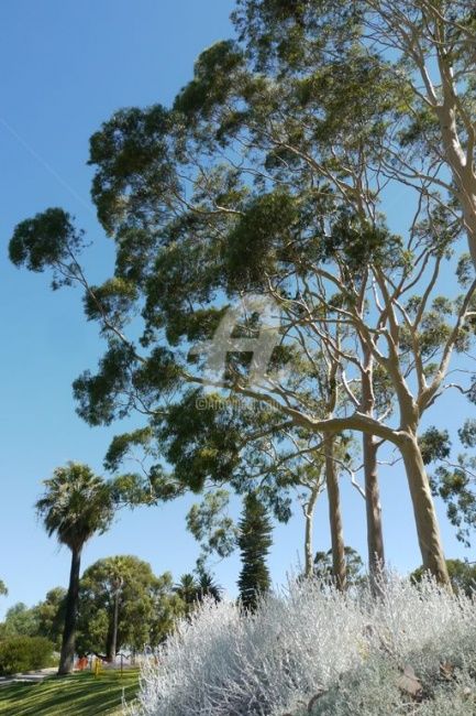 Photography titled "Perth, Botanic gard…" by Frédérique Ziolko, Original Artwork