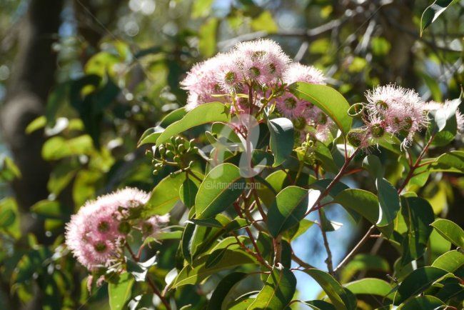 Photography titled "Perth, Botanic gard…" by Frédérique Ziolko, Original Artwork