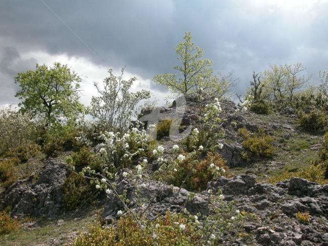 Photography titled "Larzac" by Frédérique Ziolko, Original Artwork