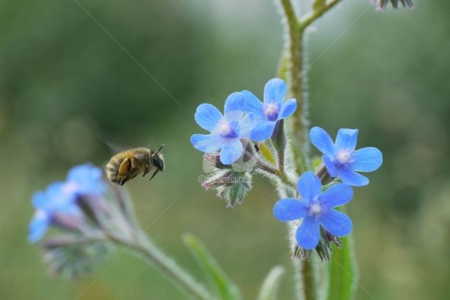 Photographie intitulée "Fleur bleue et inse…" par Frédérique Ziolko, Œuvre d'art originale