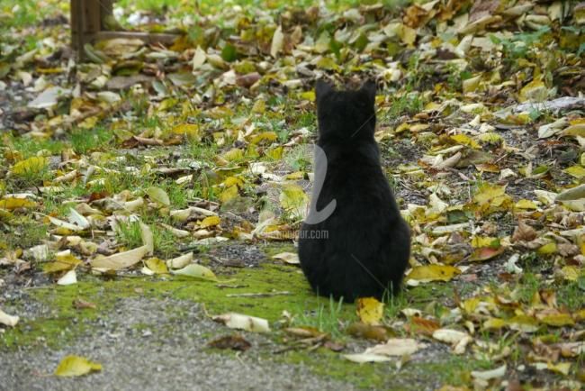 Photography titled "Chat noir de dos" by Frédérique Ziolko, Original Artwork