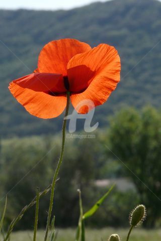 Photography titled "Coquelicot" by Frédérique Ziolko, Original Artwork