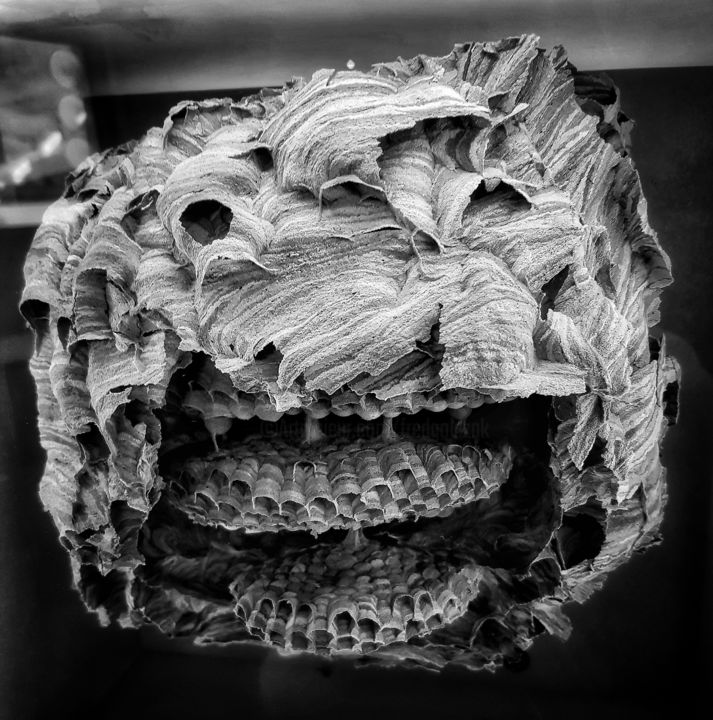 Photographie intitulée "Hive face" par Fred Goldzak, Œuvre d'art originale