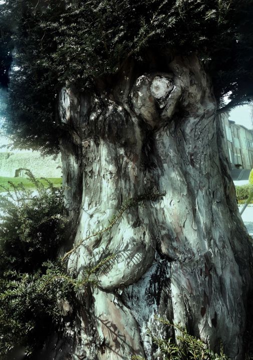 Fotografia zatytułowany „Oldtree face” autorstwa Fred Goldzak, Oryginalna praca