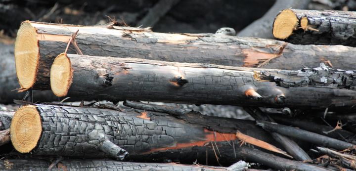 Photographie intitulée "Bois-noir-1" par Fred#29, Œuvre d'art originale