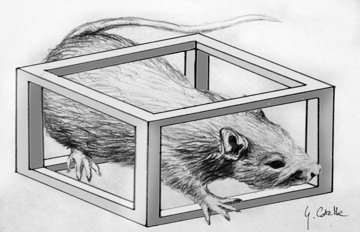 Dessin intitulée "rat confiné" par Gabriel Cotelle, Œuvre d'art originale, Crayon