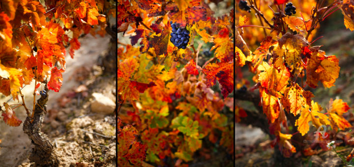 Photography titled "AUTUMN TRIPTYCH 001…" by Gabriel Caneda, Original Artwork, Digital Photography Mounted on Aluminium
