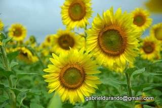 Photography titled "Girasoles" by Gabriel Durando, Original Artwork