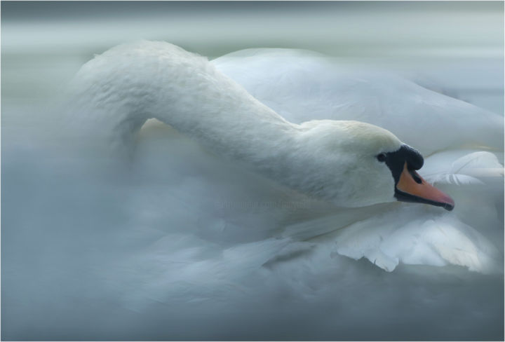 Artes digitais intitulada "White Swan" por Gai Yu, Obras de arte originais, Impressão digital