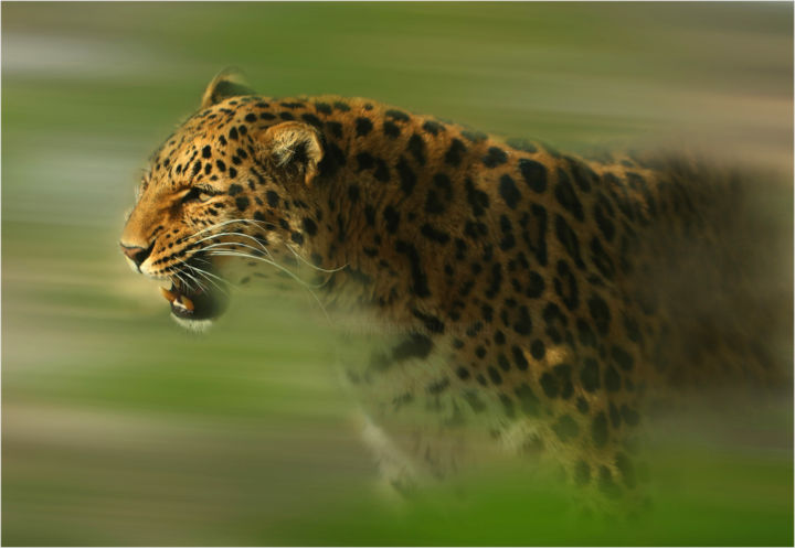 Arte digitale intitolato "Leopard" da Gai Yu, Opera d'arte originale, Fotografia digitale