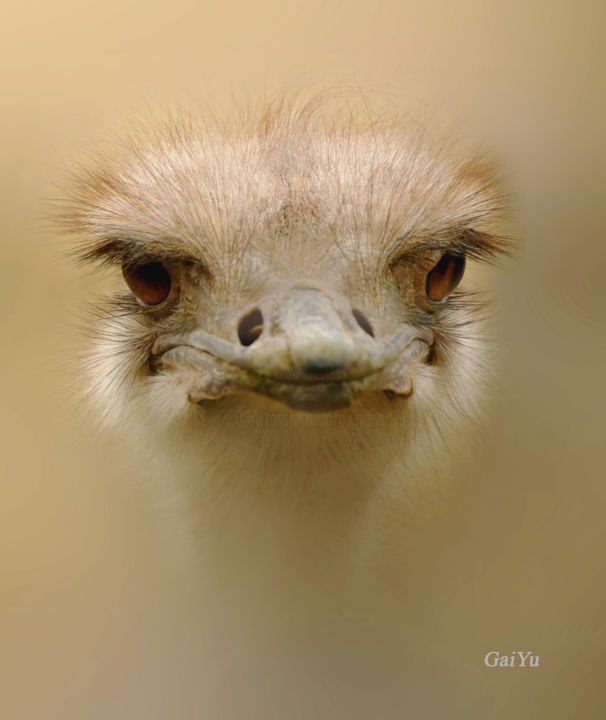 Photography titled "Ostrich" by Gai Yu, Original Artwork, Digital Photography